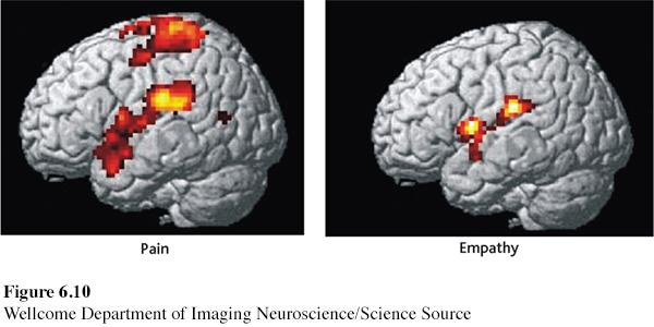 Experienced and Imagined Pain in the Brain Brain activity related to actual pain is mirrored in the brain of an observing