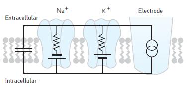 Electrical Potential of a Neuron Differences in ionic concentrations Transport of ions Sodium (Na) Potassium (K) (Fig. 2.