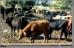 Stress in cattle is related to Transitions Pre-natal