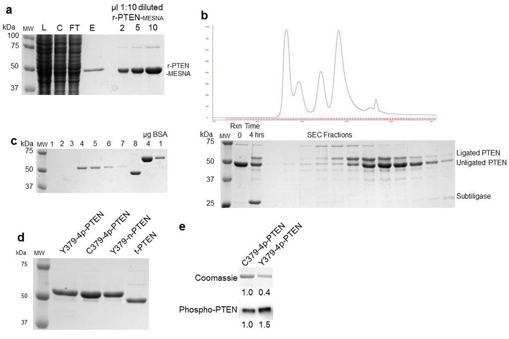 Supplementary Figure 7 Purification of r-pten-mesna and semisynthetic PTEN. (a) Representative SDS-PAGE analysis of the purification of r-pten-mesna.