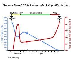 Natural course of HIV infection (without treatment) Gradual loss of number of CD4 cells over time Gradual increase of number of viral copies (increase of viral load) Acute infection