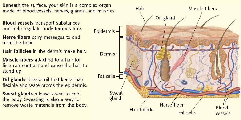 II. Layers of Skin A. Epidermis surface layer of cells 1. As thick as two sheets of paper 2. Most cells are dead 3.