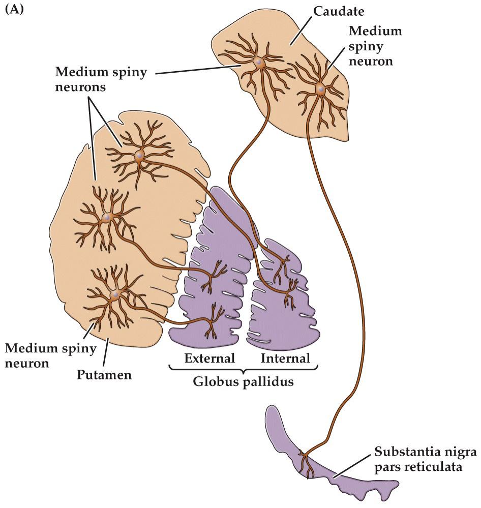 Nuclei of the basal ganglia D1 Caudate & Putamen Medium spiny neurons (MSNs) GABAergic dopamine receptors D1