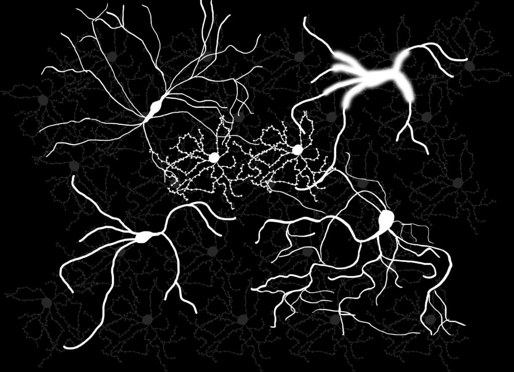 Medium spiny neurons GABA