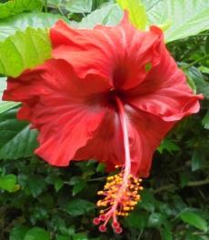 GLOBAL JOURNAL OF ENGINEERING SCIENCE AND RESEARCHES COMPARATIVE PHYTOCHEMICAL SCREENING AND ANTIMICROBIAL ACTIVITY OF ETHANOLIC AND WATER FLOWER EXTRACTS OF HIBISCUS ROSASINENSIS LINN.