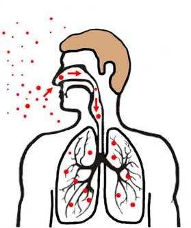 Pathogenesis of TB Infection occurs when a person inhales droplet nuclei containing tubercle bacilli that reach the alveoli of the lungs.