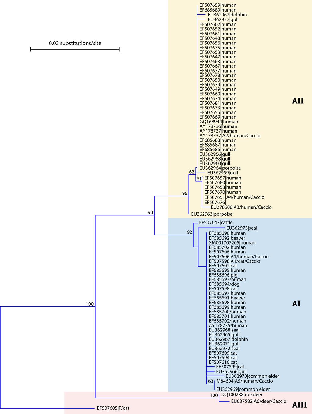 120 FENG AND XIAO CLIN. MICROBIOL. REV. FIG. 2. Phylogenetic relationships among subtypes within assemblage A of G.