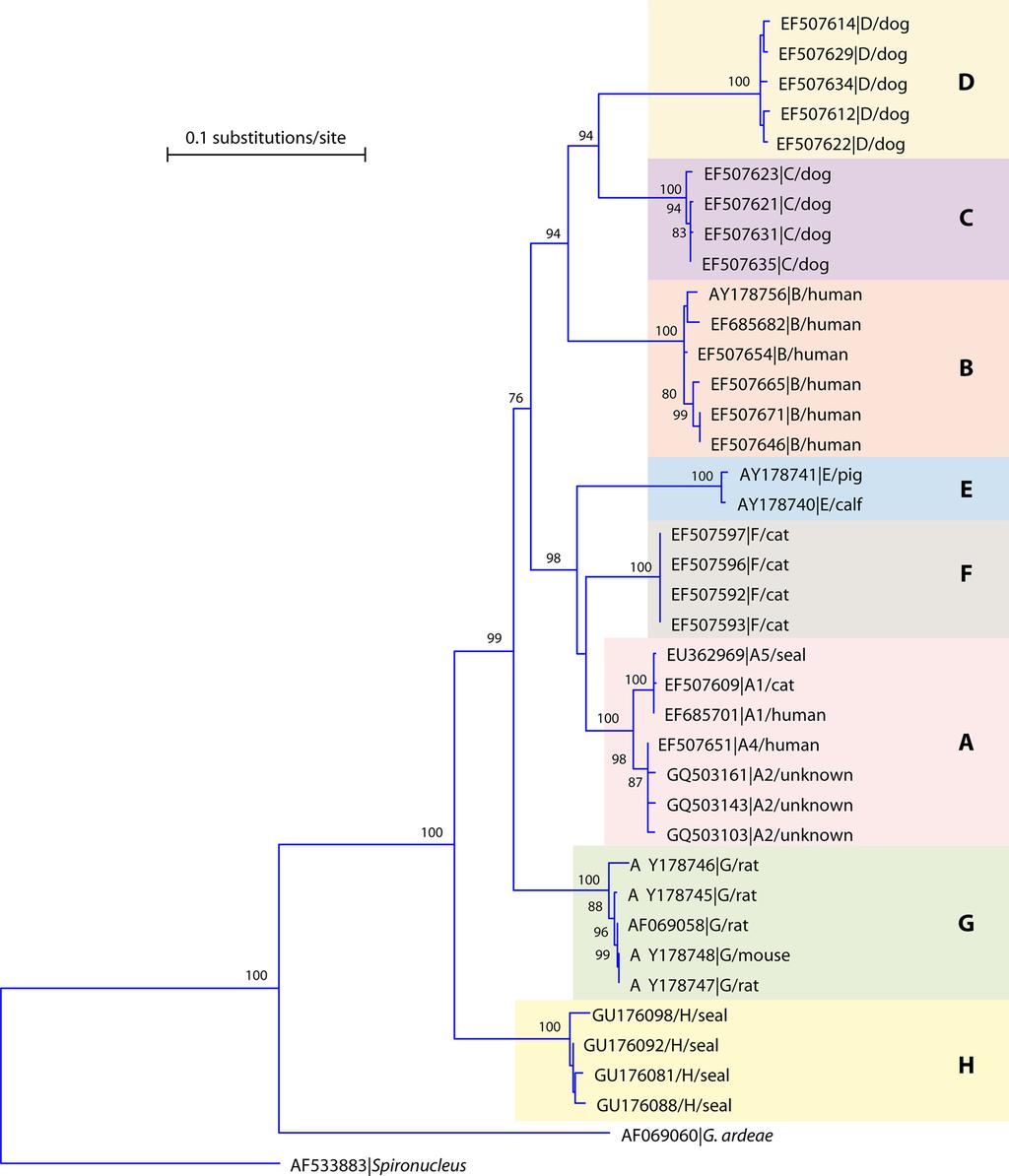 VOL. 24, 2011 ZOONOTIC TRANSMISSION OF GIARDIASIS 117 Downloaded from http://cmr.asm.org/ FIG. 1. Phylogenetic relationships among assemblages of G.