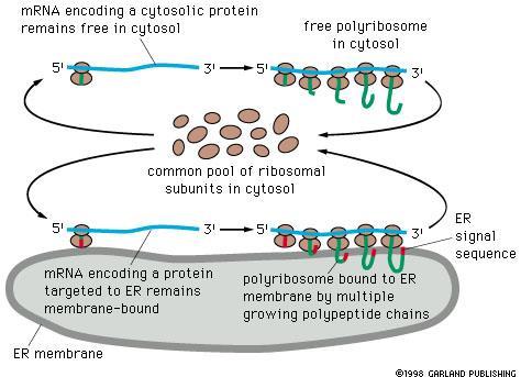 How are ribosomes engaged in the synthesis of secreted proteins directed to the ER membrane?