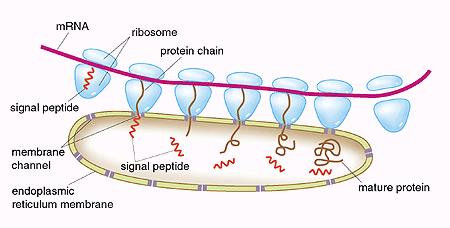engaged in the synthesis of cytosolic proteins do not (Cesar Milstein) Ig light chain