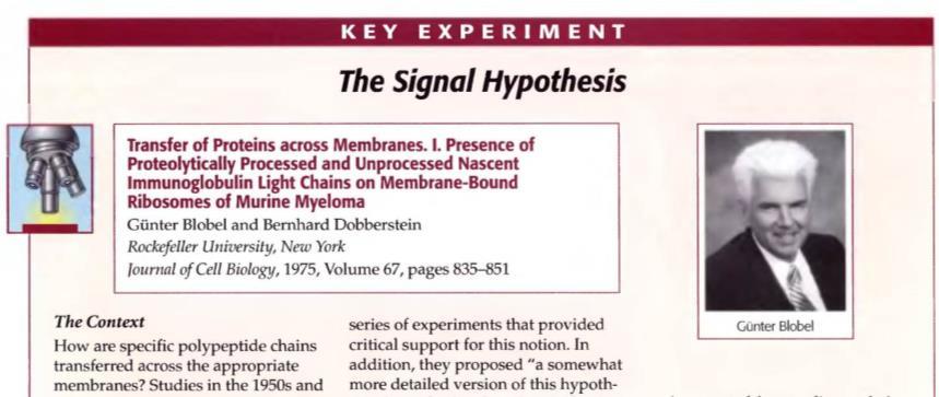 secreted light chains (Blobel & Dobberstein) The Signal Hypothesis: these N-terminal 20 aa