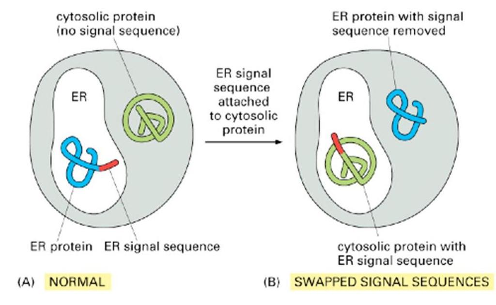 Signal sequences direct proteins to the correct compartment Signal peptide