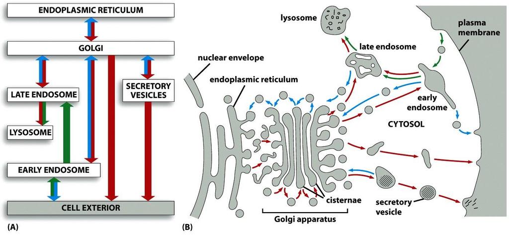 2. Transport by Vesicles (Vesicular Transport) During vesicular transport, membranous carrier structures bud off a donor compartment and fuse with a recipient one,