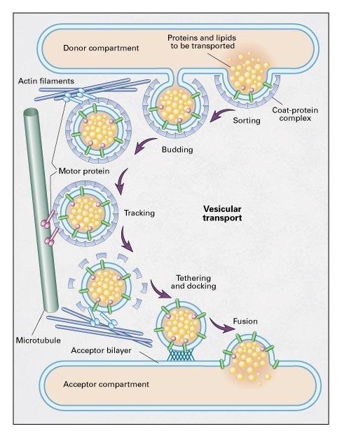 Vesicles move along cytoskeletal tracks, either microtubules or actin filament, and with the help of motor proteins such as