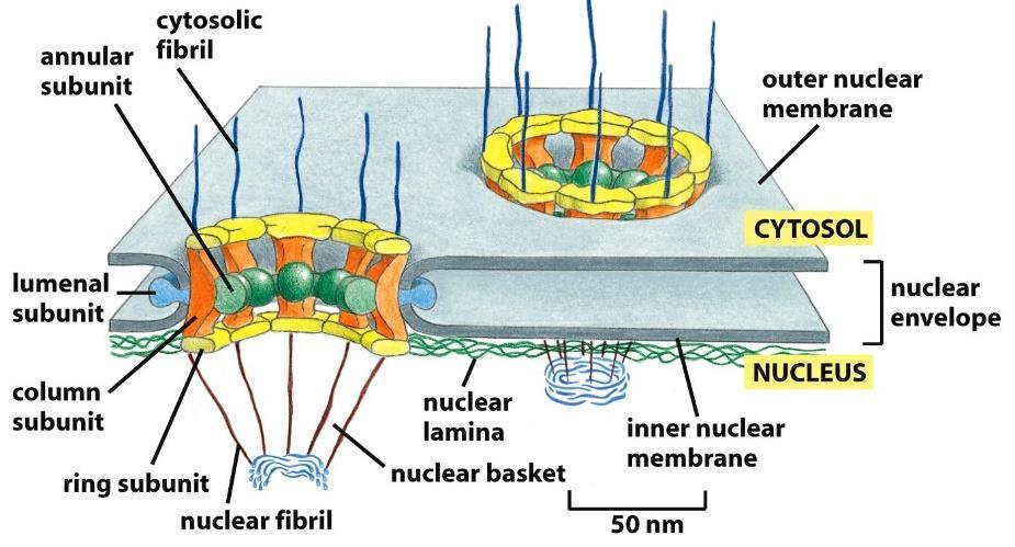 3. Transport through the nuclear pores The nuclear pore