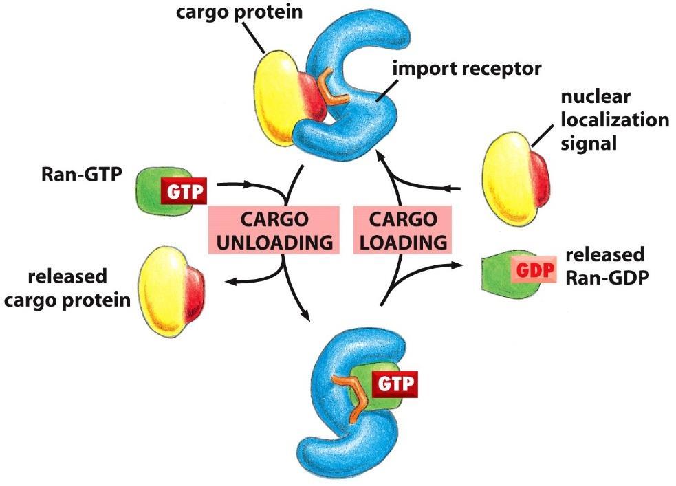 recognized by importins, which work in conjunction with Ran, a GTPbinding protein, to transport proteins through the nuclear