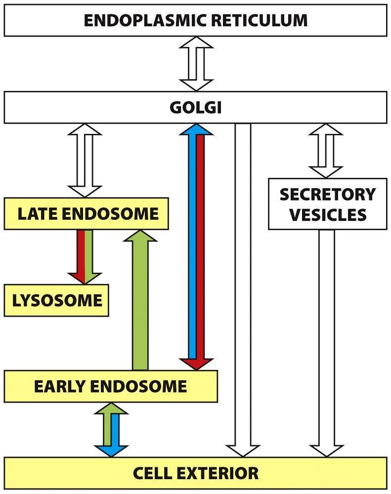 Endocytosis Page 787 Molecular