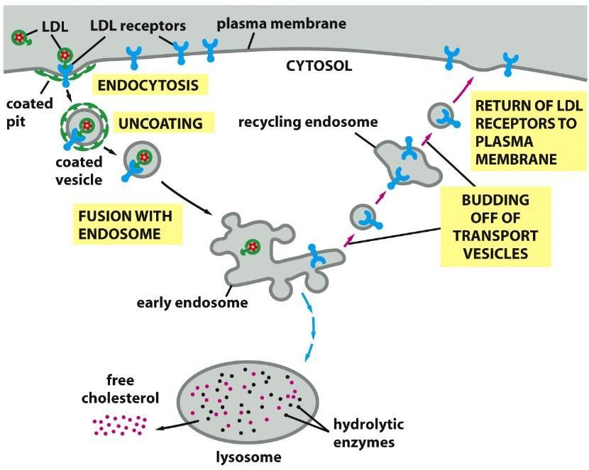 Receptor-mediated endocytosis The LDL receptor dissociates from its ligand LDL, in the early