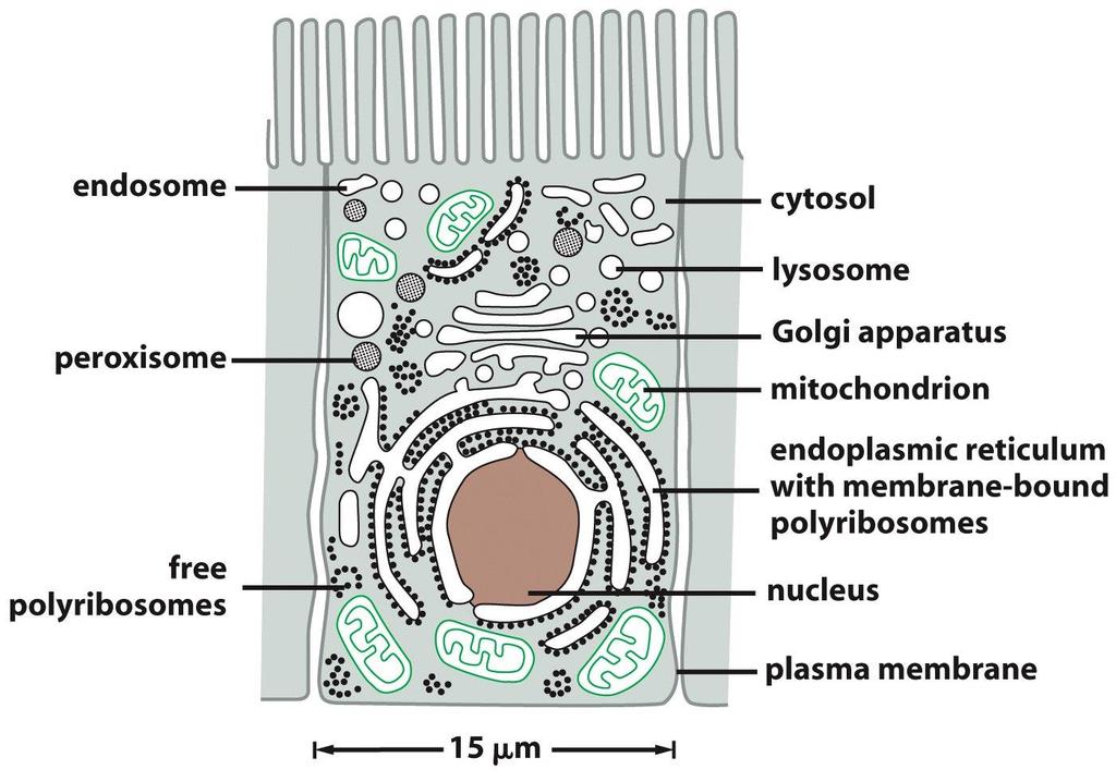 Eucaryotic cells contain membrane-bound organelles to segregate and to organize the
