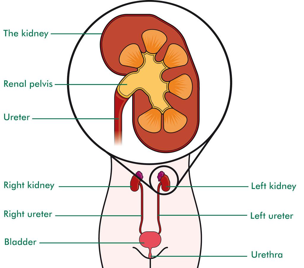 Kidneys are a paired organ; located at the back, function to clean blood by removing toxins, waste products and excess fluid.