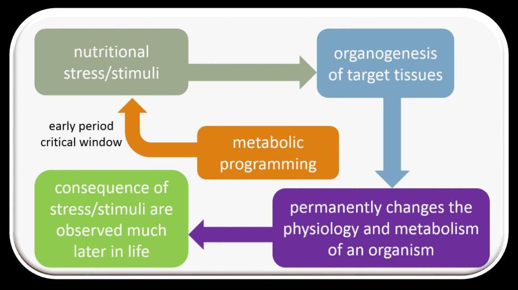 Metabolic Programming Mary ET Boyle, Ph.