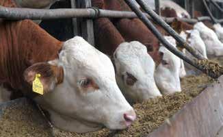 It has proved to be outstandingly effective, especially in feed mixes containing high proportions of wheat, rye and brewers or distillers grains (NSP fractions) and in young animals with digestive