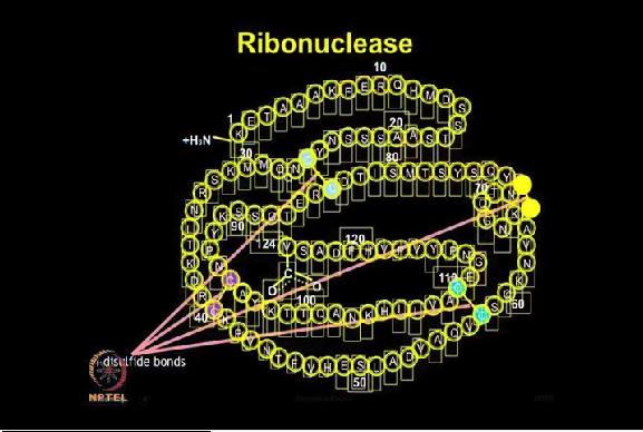 First talk about ribonuclease A protein. So this protein has contributed greatly to our understanding of protein folding in vitro from the landmark experiment of Anfinsen.