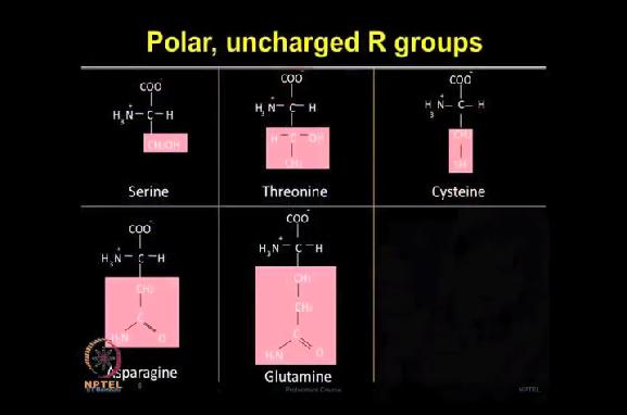 Now next category is polar, uncharged R groups. Just start with the serine which resembles in the structure like alanine but it contains hydroxyl group.