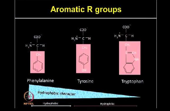 Next category is aromatic R groups. In this one, there are 3 amino acids, phenylalanine, tyrosine and tryptophan. Phenylalanine contains phenyl ring.