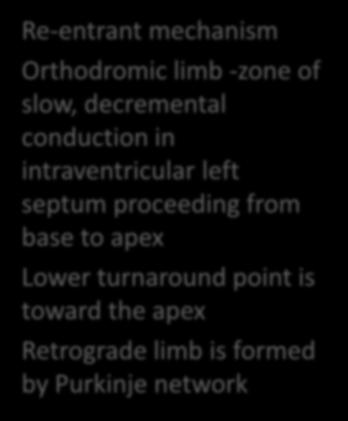 ELECTROPHYSIOLO GIC MECHANISM Re-entrant mechanism Orthodromic limb -zone of slow, decremental conduction in intraventricular