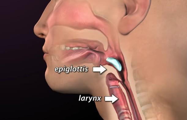 Epiglottis A leaf-shaped flap of cartilage at the root of the tongue, which is
