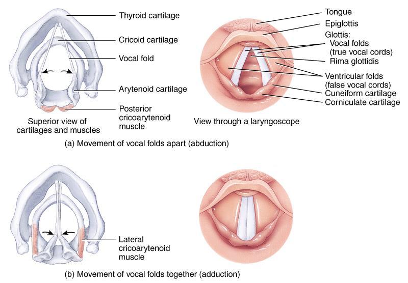Movement of Vocal Cords Opening and closing of the vocal