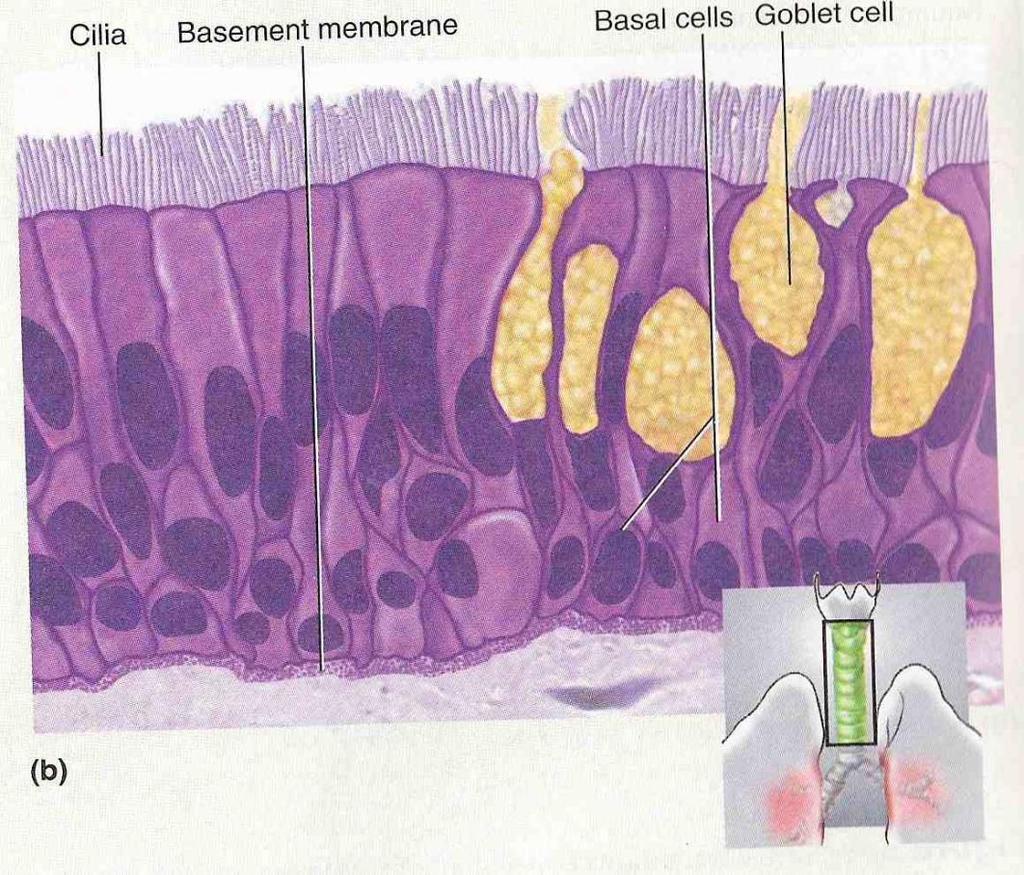 Histology of Bronchial Tree Epithelium changes from