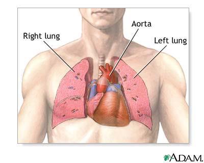 Lungs Paired cone-shaped organs in the thoracic cavity.