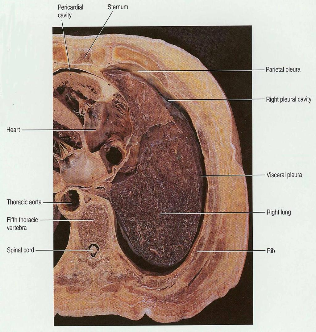 Pleural Membranes & Pleural Cavity Visceral