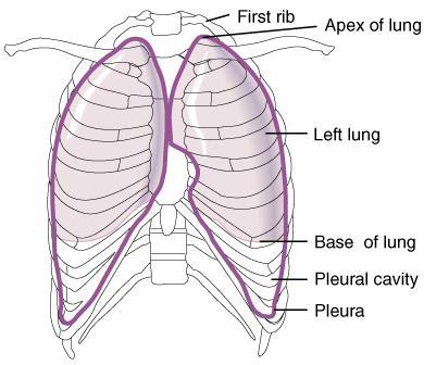 ribcage & covers upper surface of diaphragm