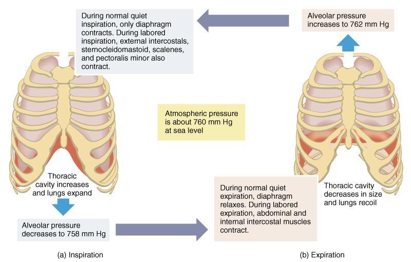 Summary of Breathing When alveolar pressure decreases air
