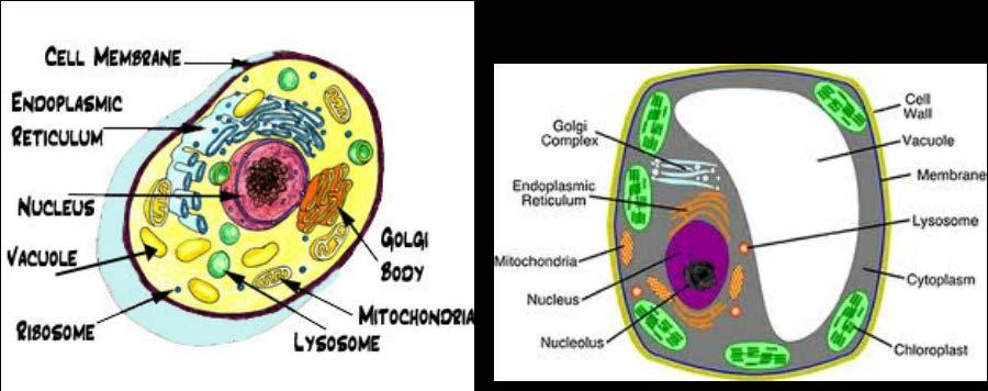 Concept 4: Cell Structures Found In Both Plant and Animal Cells Vacuole One large central vacuole in plant cells, many smaller