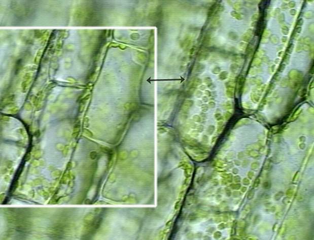 Concept 6: Cell Structures Found Only In Plant Cells Chloroplasts - green, oval usually containing chlorophyll (green pigment).