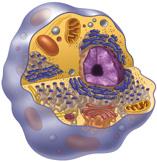 Concept 3: Features of Eukaryotic Cells Eukaryotic cells contain a membrane-bound nucleus and numerous