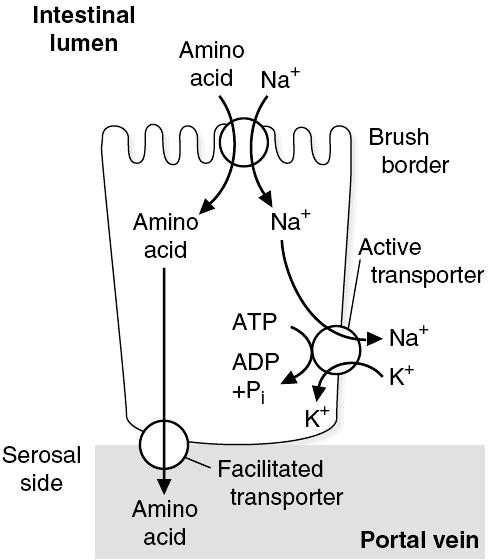 Amino Acids Absorption: Na + -dependent Transporters Prevail Na + -dependent carriers transport both Na + and an AA into the intestinal epithelial cell from the intestinal lumen.