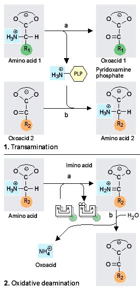The First Step in Amino Acid Degradation Is the Removal of Nitrogen The first step in their degradation is the removal of their a-amino groups by transamination to an a-ketoacid.