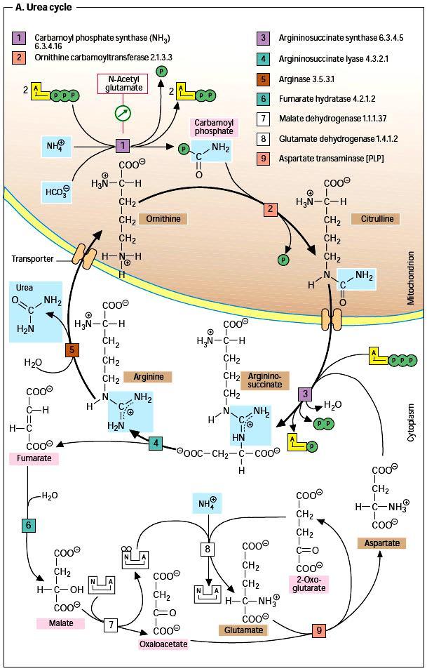 Urea Cycle In mitochondria: The first step is the formation of carbamoyl phosphate (from HCO 3-, NH 4+, and 2 ATP) by carbamoyl phosphate synthetase.