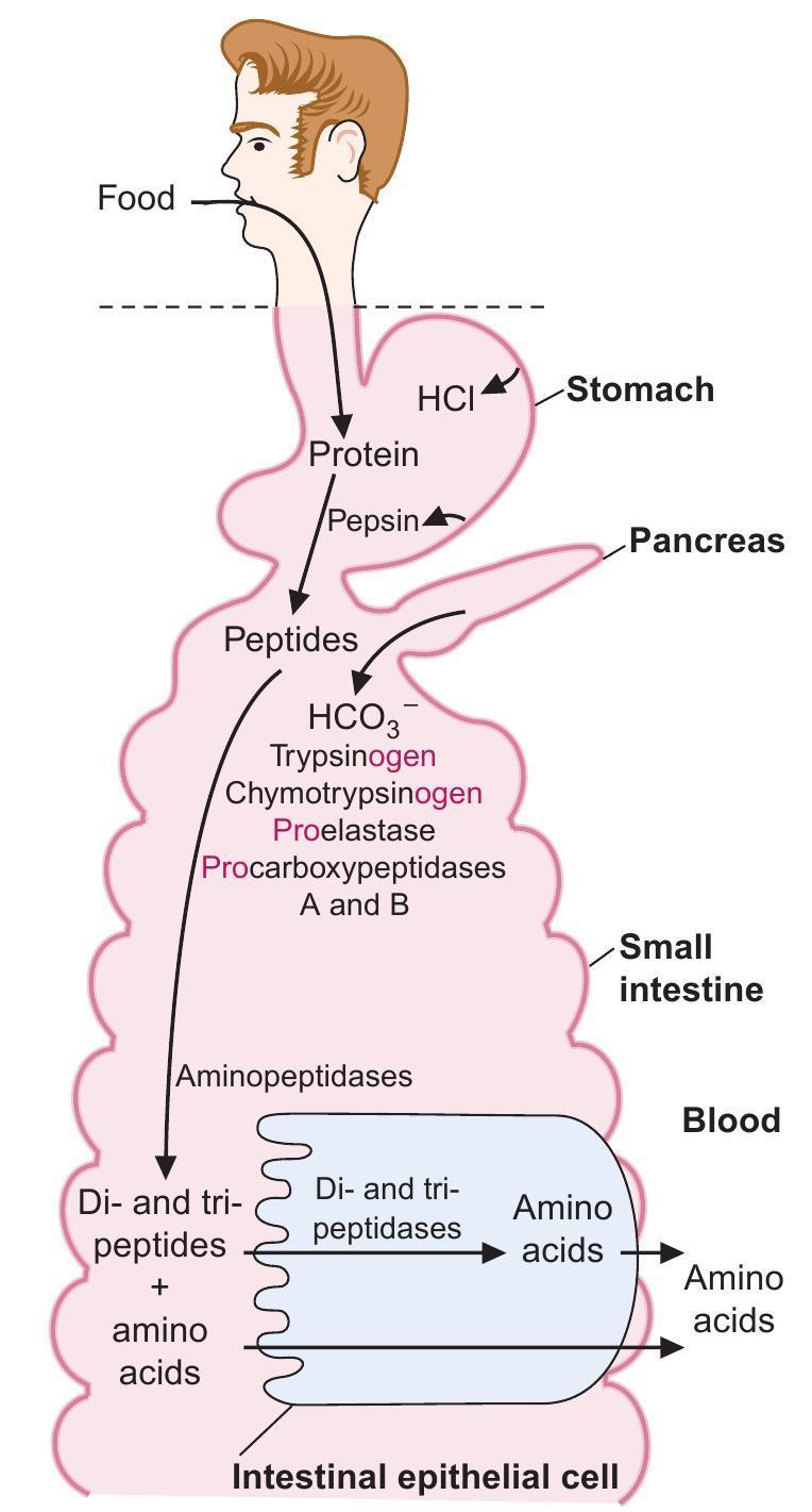 Protein Digestion The proteolytic enzymes, pepsin, trypsin, chymotrypsin, elastase, and the carboxypeptidases, are produced as zymogens (the pro-
