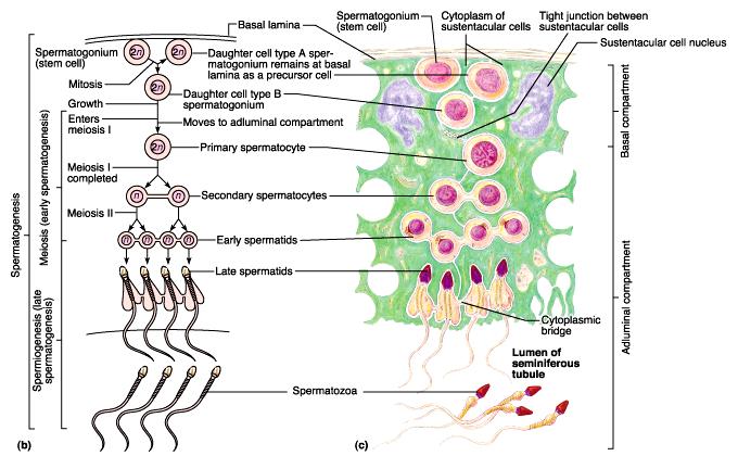 Steps of spermatogenesis Spermatogonia ( 精原细胞 ) Primary spermatocyte( 初级精母细胞 ) Meiosis I T, FSH
