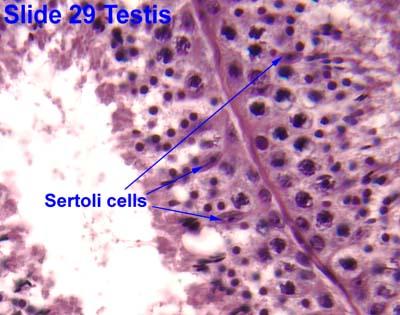 Sertoli cells support