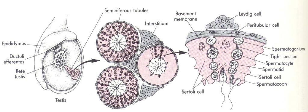 Testis 睾丸 Seminiferous tubules( 生精小管 ) Spermatogonia( 生精细胞 ) Sertoli
