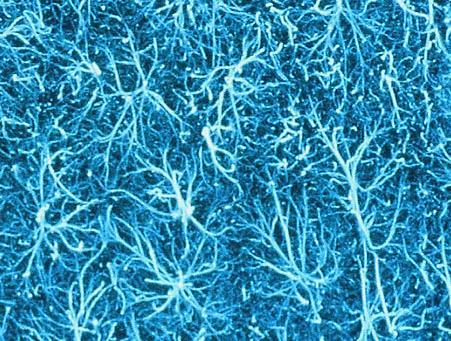 Neuroglia or glia or glial cells Neuroglia, or glial cells constitute the other major cellular