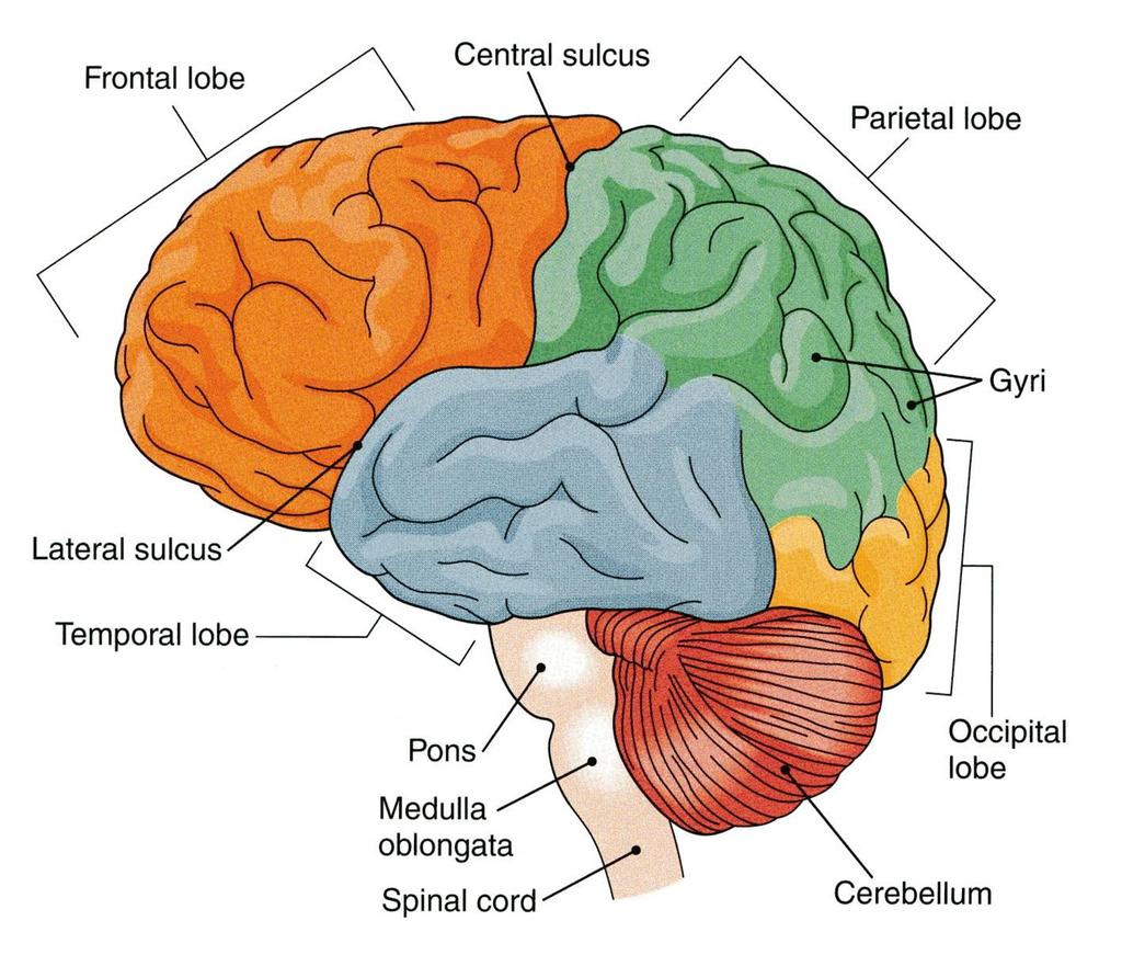CEREBRAL HEMISPHERES The largest part of the brain. FRONTAL PARIETAL TEMPORAL OCCIPITAL They have elevations, called gyri.