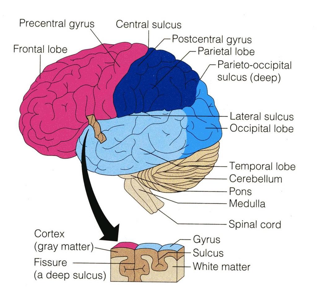 TISSUE OF THE CEREBRAL HEMISPHERES Basal nuclei The outer layer is the gray matter or